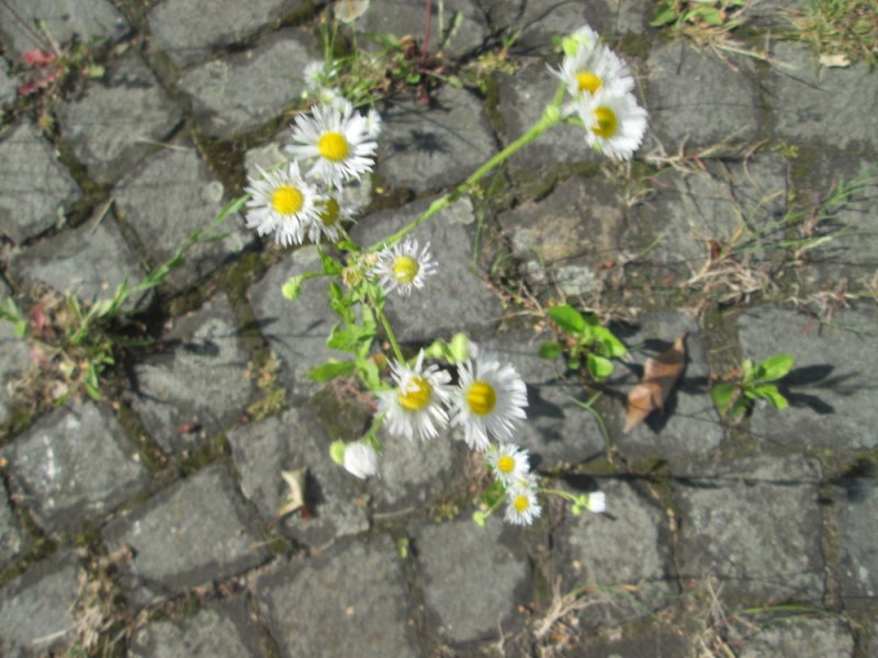 Halle4 – Rooftop
