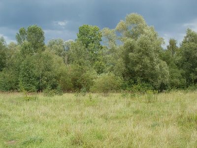 St. Arnualer Wiesen