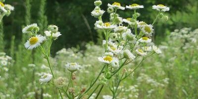 Urwald - Waldschutzgebiet Steinbach- und Netzbachtal