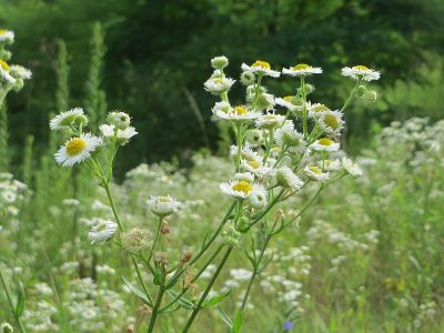 Urwald - Waldschutzgebiet Steinbach- und Netzbachtal