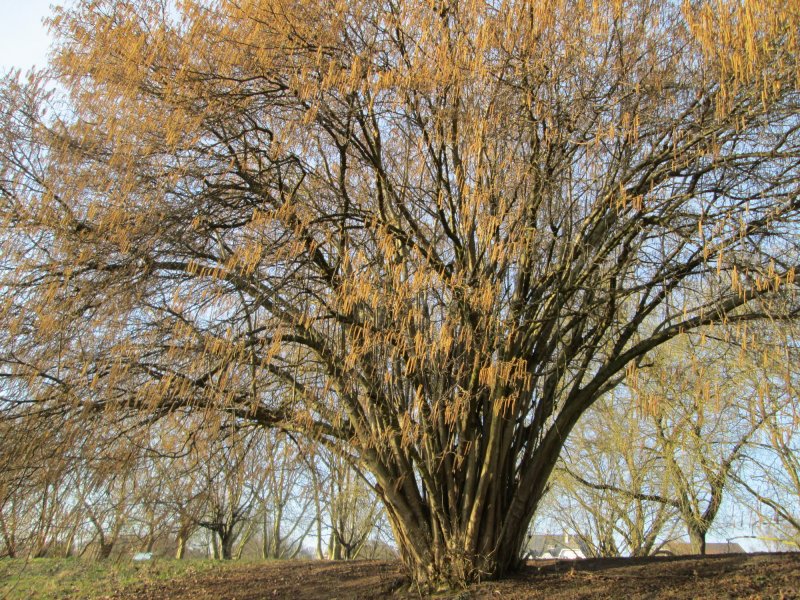 Vogelinsel