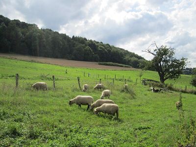 Wisch- Und Wogbachtal