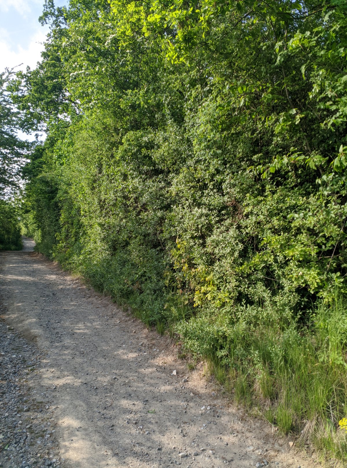 Speckenberg