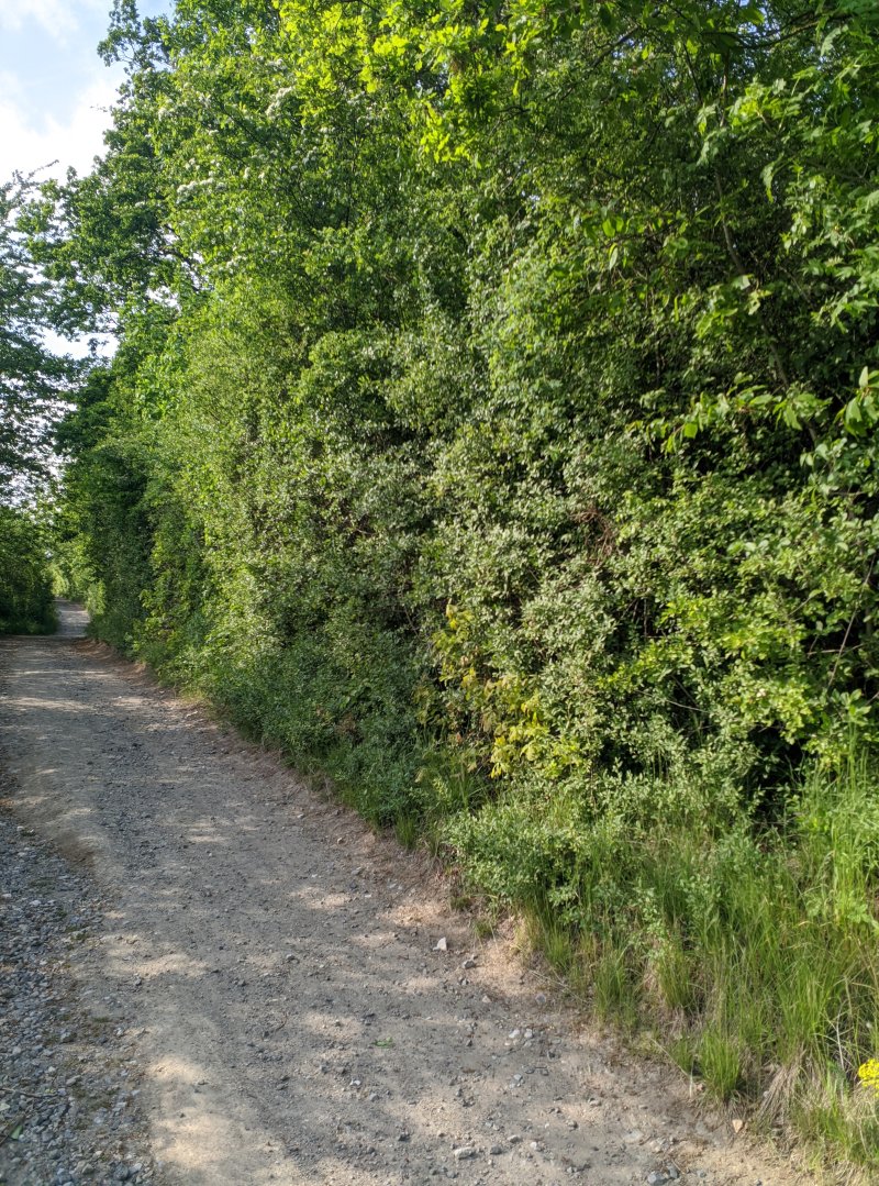Speckenberg