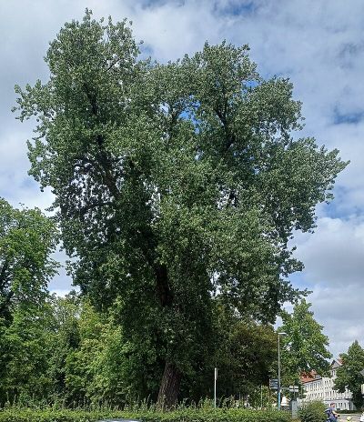 Schelfpark
