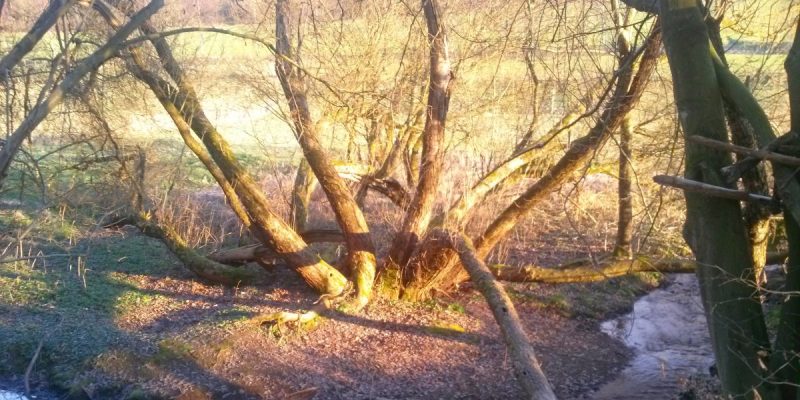 Naturdenkmäler in Siegen
