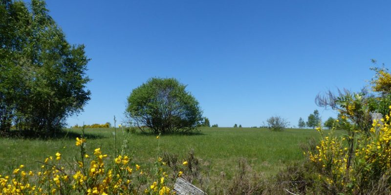 Heiden und Magerrasen Trupbach