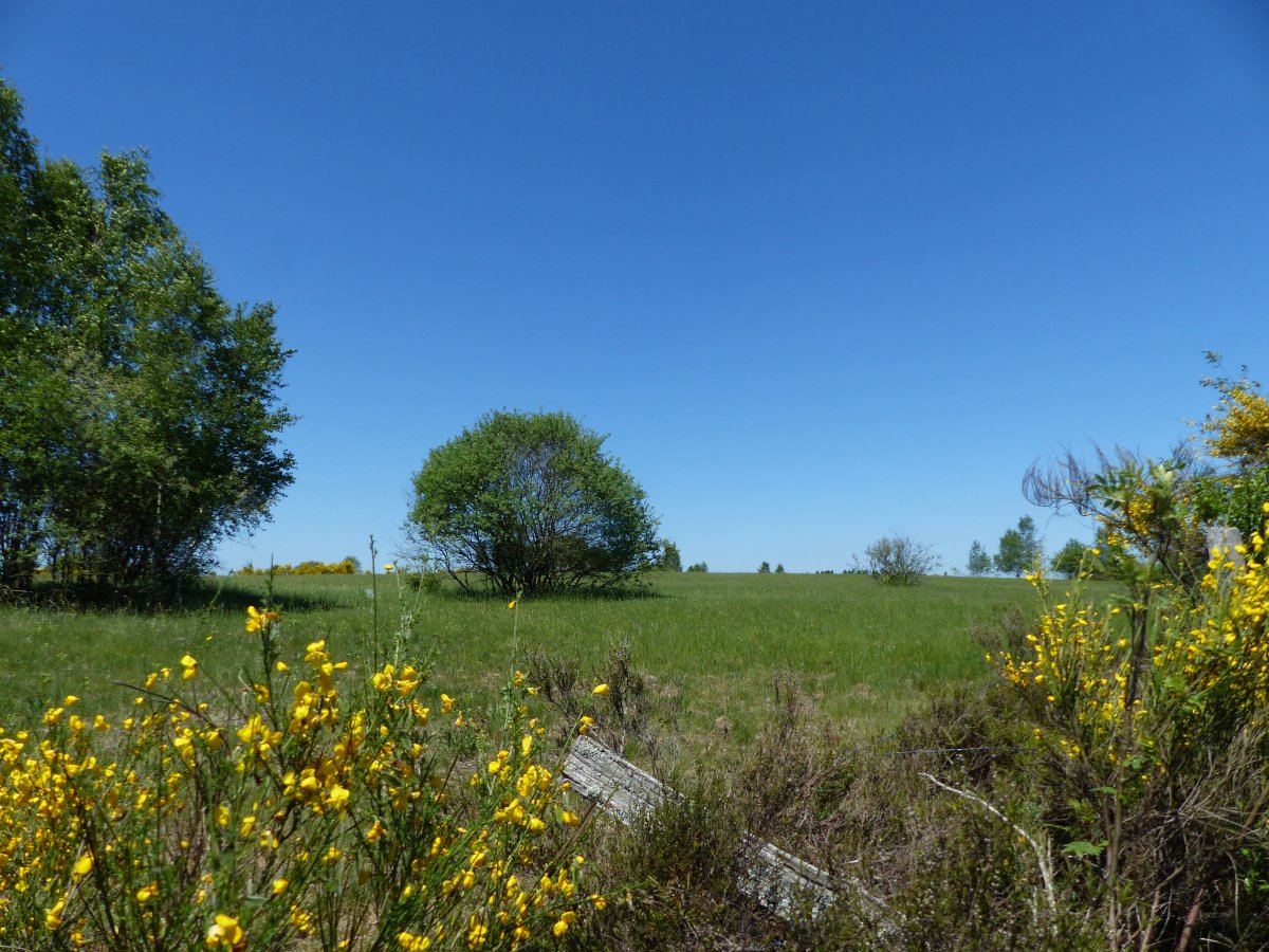 Heiden und Magerrasen Trupbach
