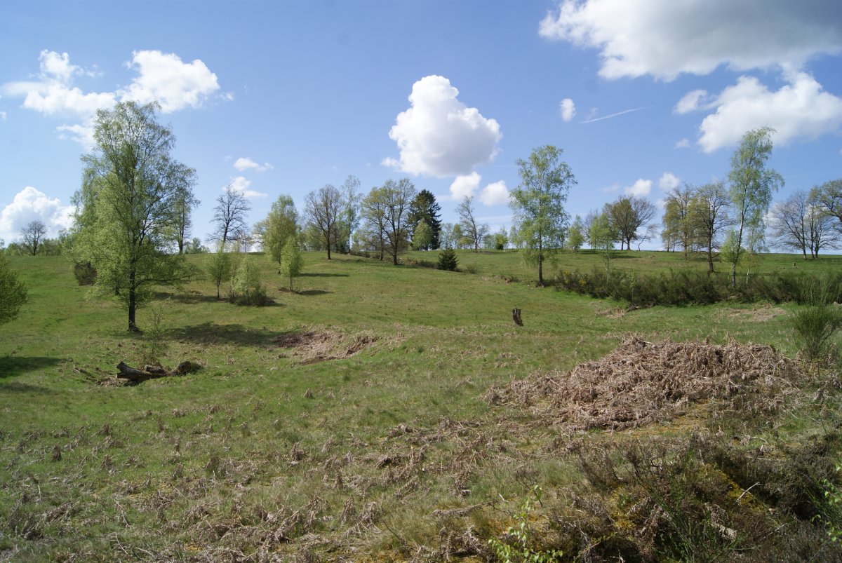 Kirrberg (West)