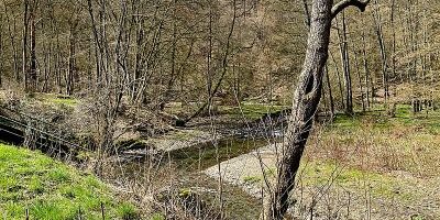 Erlenauwald bei Kellershammer