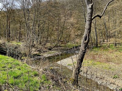 Erlenauwald bei Kellershammer