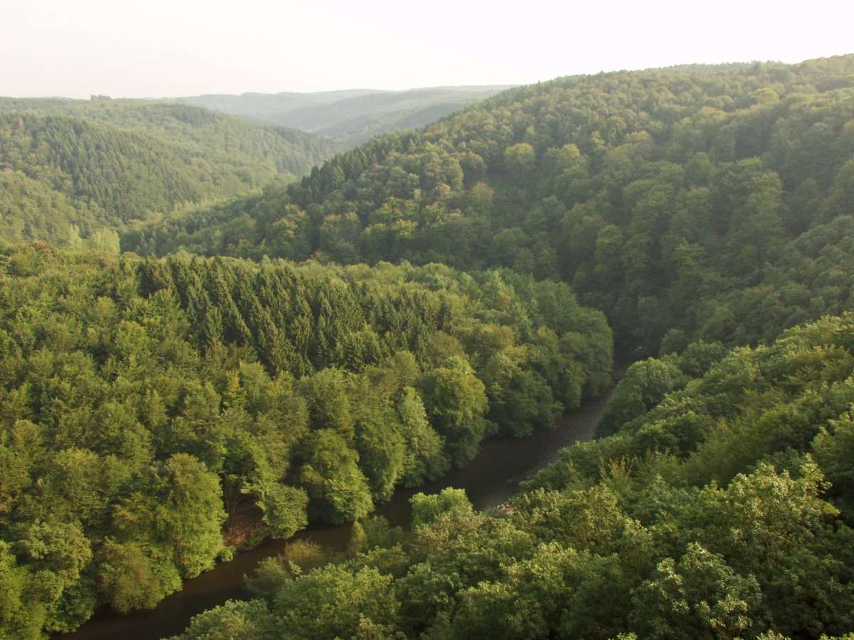 Tal- und Hangbereiche der Wupper mit Seitenbächen