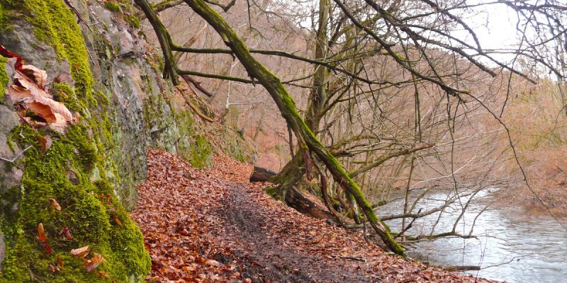 Wupperhang zwischen Fuchskuhl und Unterholzer Bach