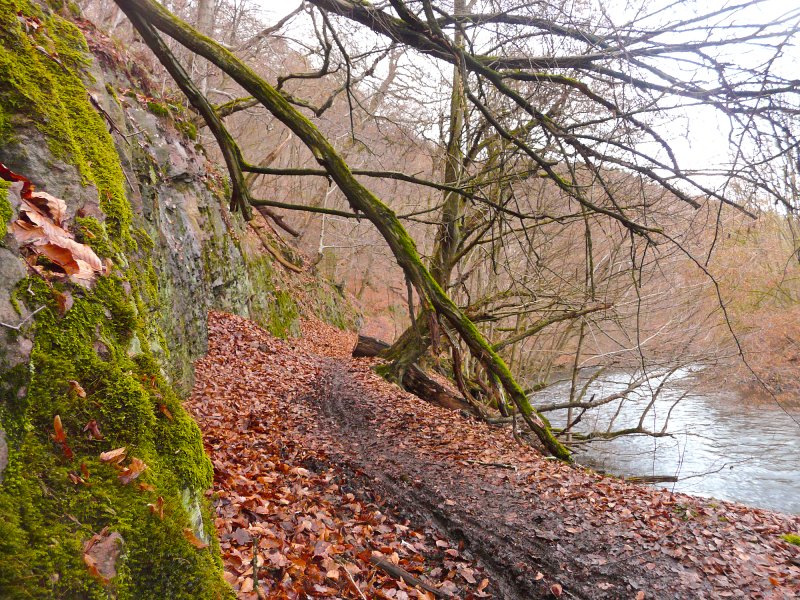 Wupperhang zwischen Fuchskuhl und Unterholzer Bach