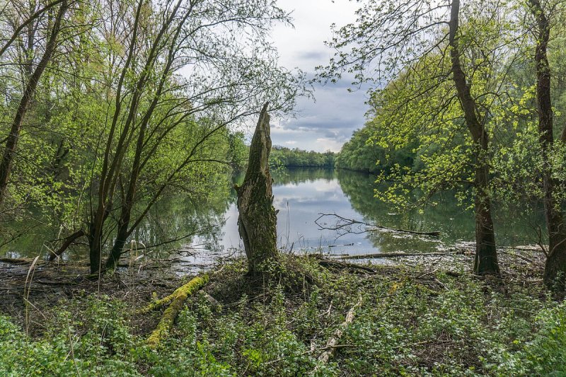 Böllenwörth