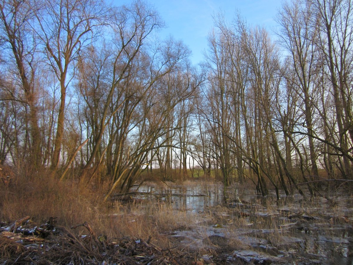 Hockenheimer Rheinbogen