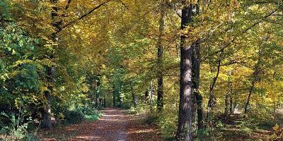 Greutterwald