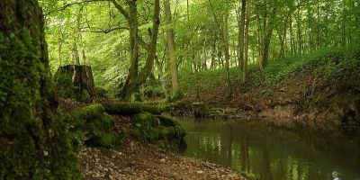 Häslachwald