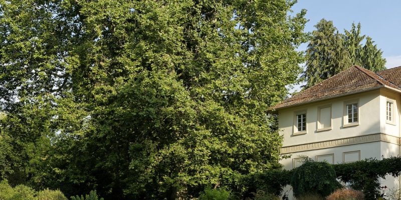 Platane am Spielhaus