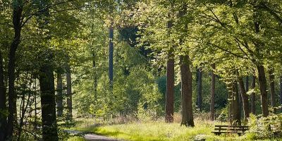 Rotwildpark bei Stuttgart