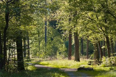Rotwildpark bei Stuttgart