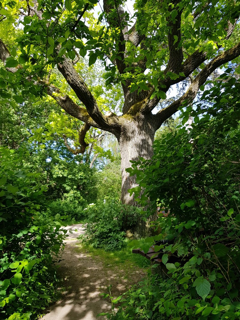 Schillereiche