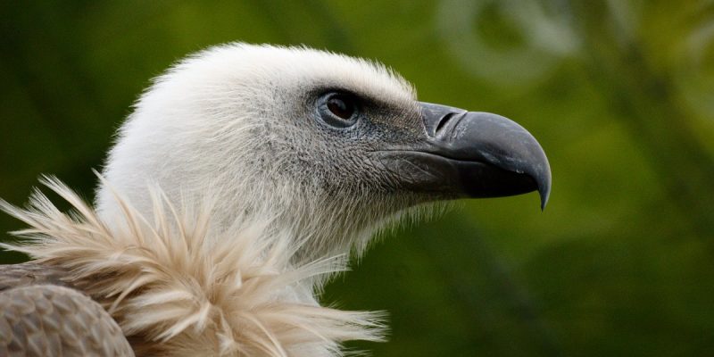 Seeadler (Nordost 2)