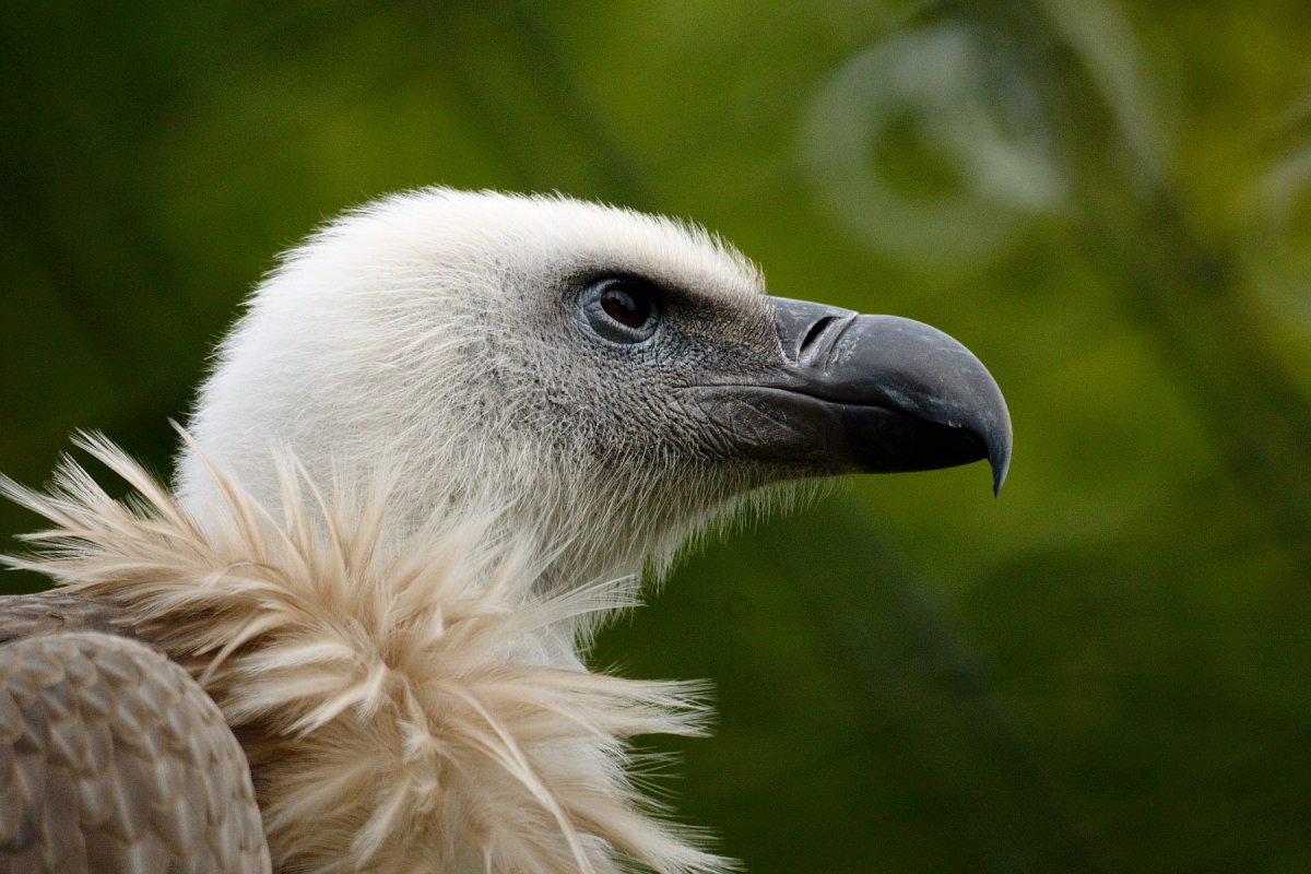 Seeadler (Nordost 2)