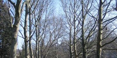 Alter Botanischer Garten