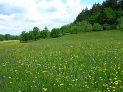 Bühler Tal und Unterer Bürg