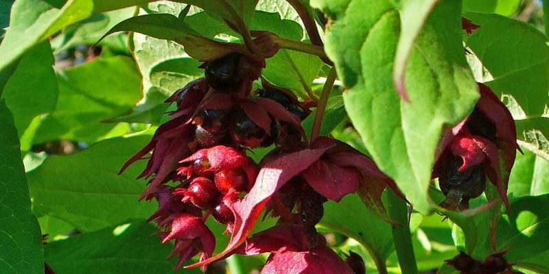Fuchsien