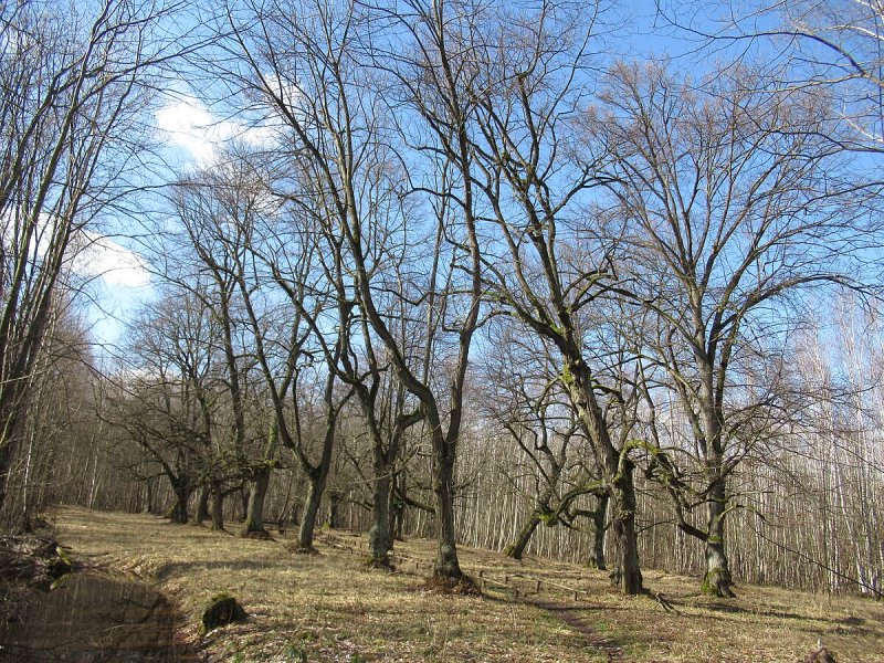 Kaiserlinden