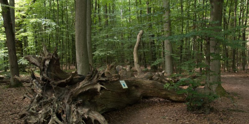 Monstranzenbaum