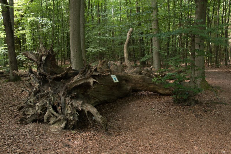 Monstranzenbaum