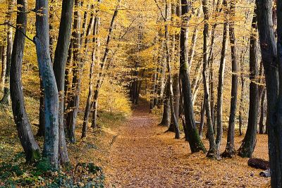 Wickerbachtal bei Kloppenheim