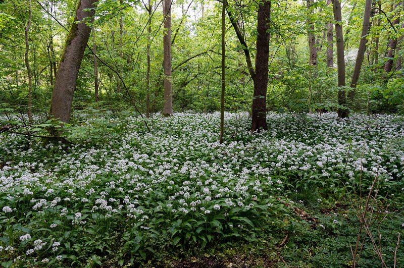 Kurpark