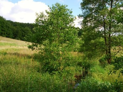 Elbschebach Witten Bommerholz