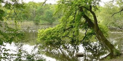 Alter Teich