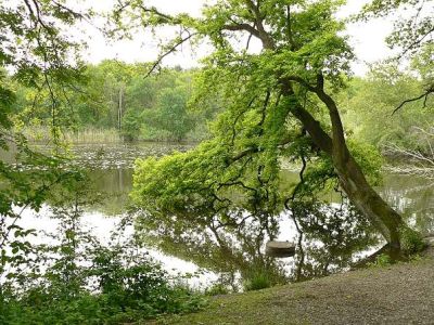 Alter Teich