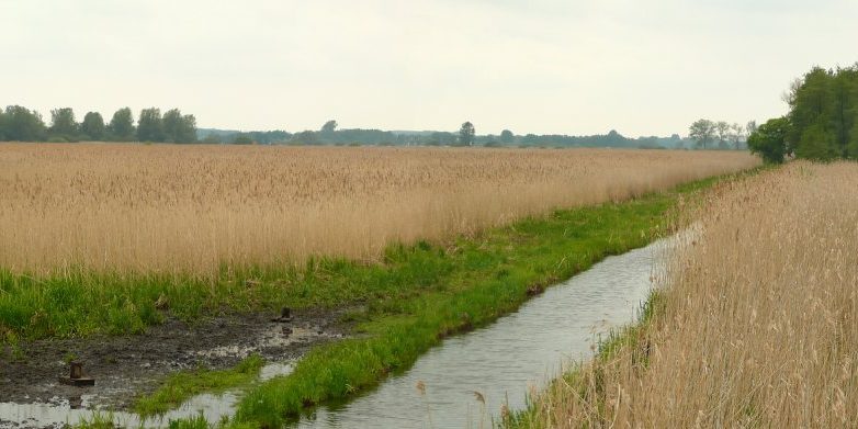 Naturschutzgebiet Düpenwiesen