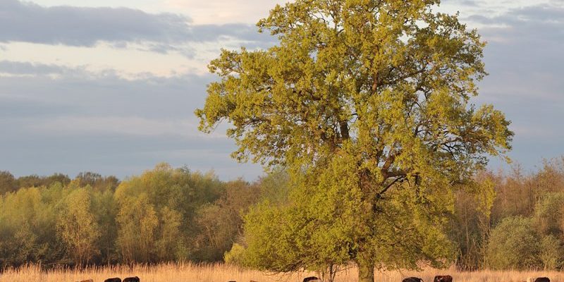 Naturschutzgebiet Ilkerbruch