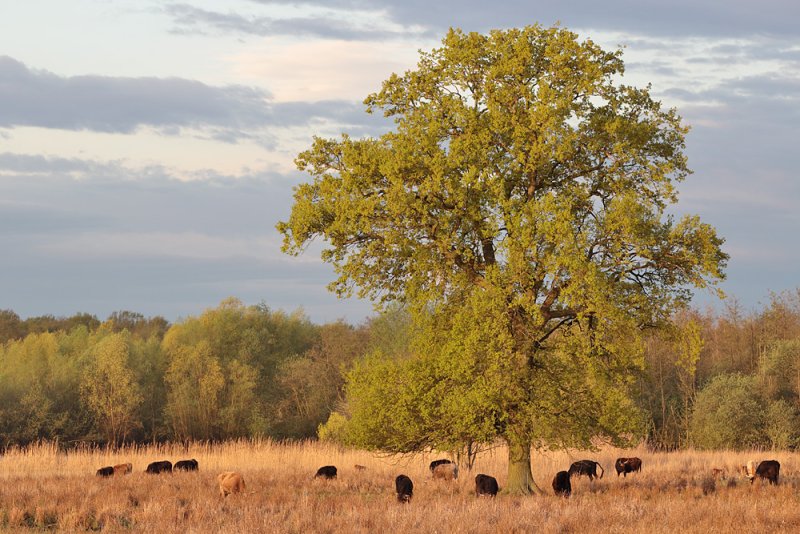 Naturschutzgebiet Ilkerbruch