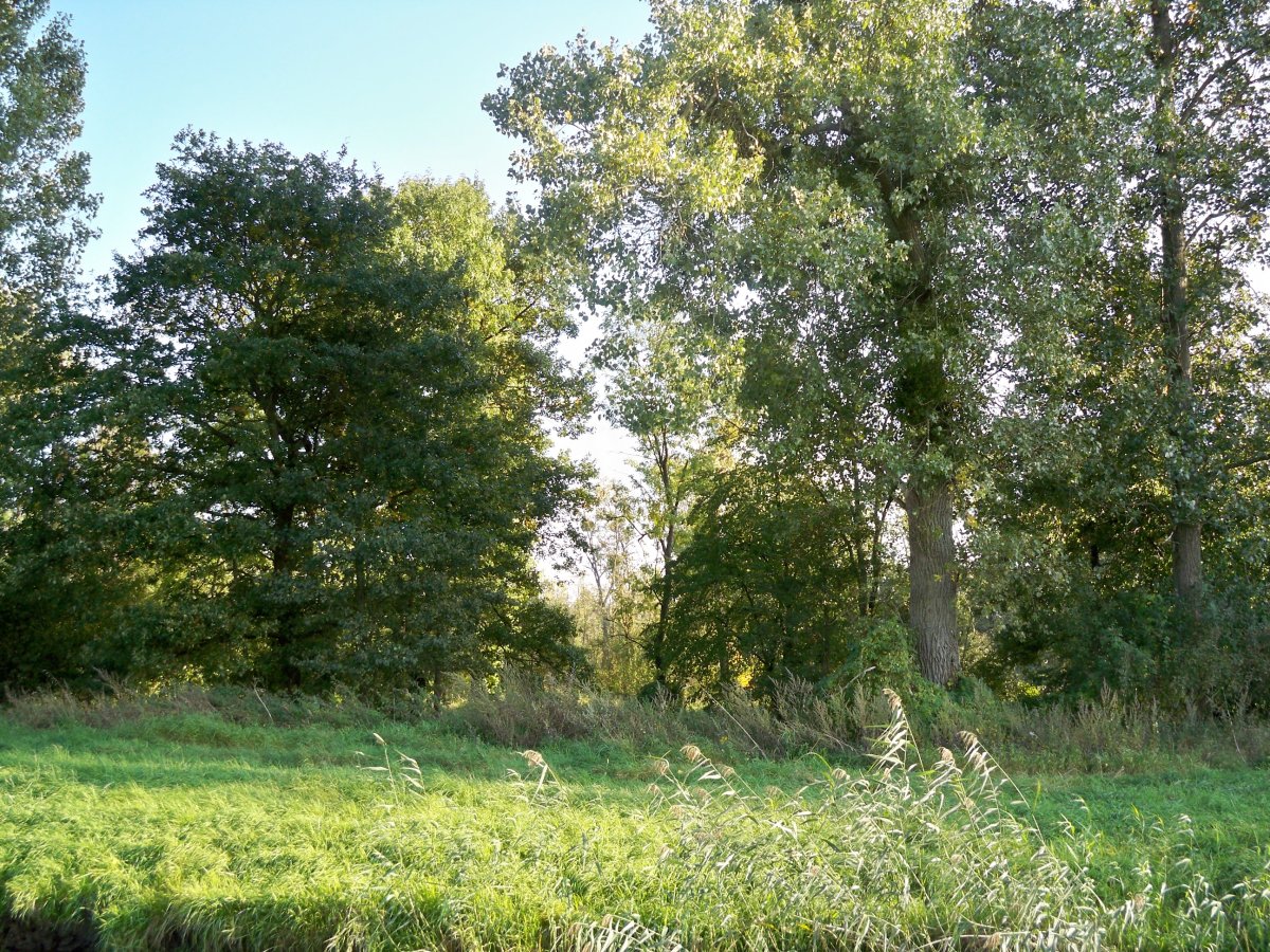 Südlicher Drömling