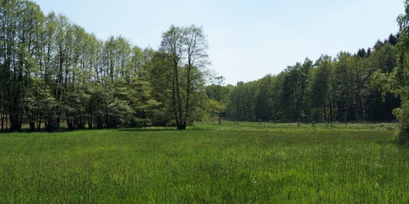 Talniederung im Barnstorfer Wald