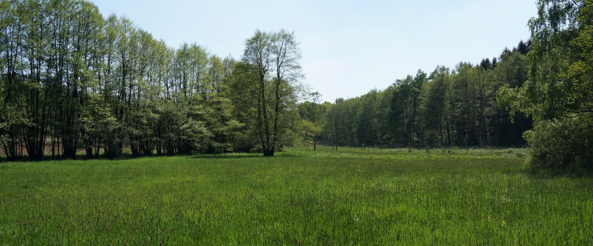 Talniederung im Barnstorfer Wald