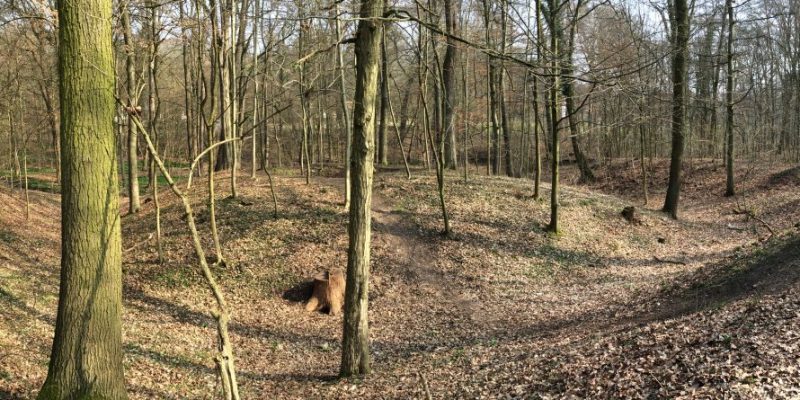 Turmhügelburg Rothehof