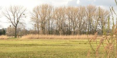 Wendschotter und Vorsfelder Drömling mit Kötherwiesen