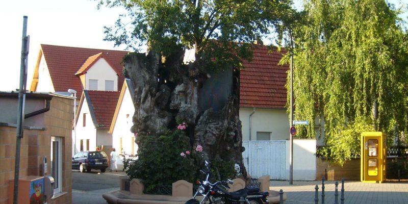 Lutherbaum