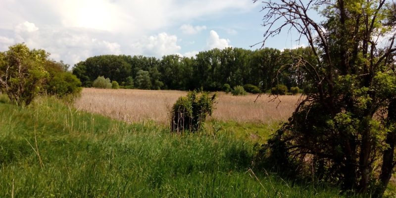 Wormser Ried