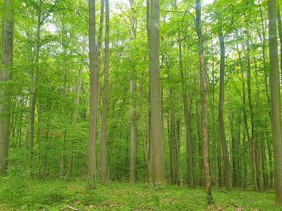 Naturwaldreservat Waldkugel